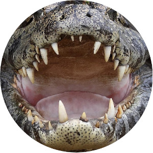 zęby krokodyla